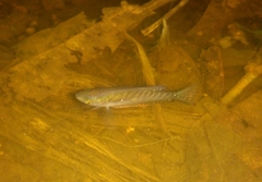 Trichopodus trichopterus