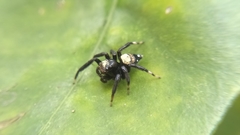 Thorelliola ensifera