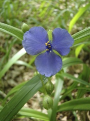 Tradescantia subaspera