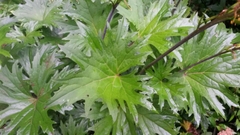 Ligularia przewalskii