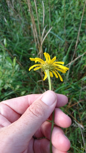 Image of Helenium vernale by (c) Abby Darrah, some rights reserved (CC BY)