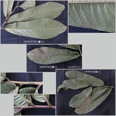 Goniothalamus macrophyllus