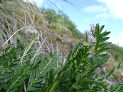 Oxytropis borealis viscida