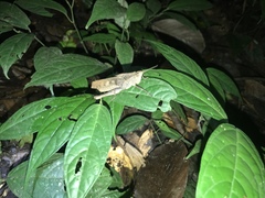 Colpolopha latipennis