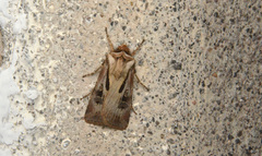 Agrotis vancouverensis
