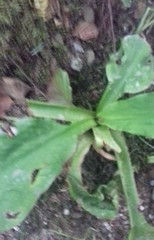 Lysichiton americanus