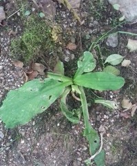 Lysichiton americanus