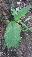 Lysichiton americanus