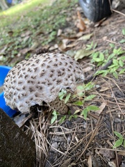 Strobilomyces confusus