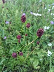 Sanguisorba officinalis