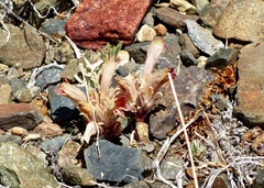 Aphyllon corymbosum