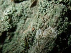 Bacidia rubella