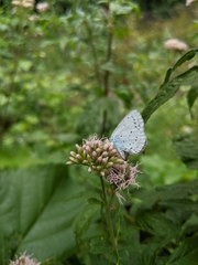 Celastrina argiolus