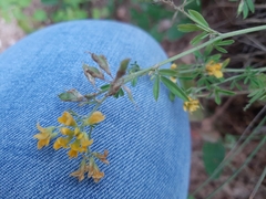 Medicago falcata