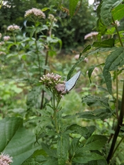 Celastrina argiolus