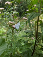 Celastrina argiolus