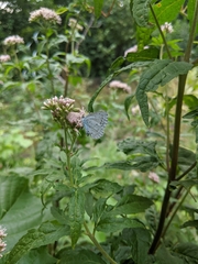 Celastrina argiolus
