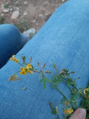 Medicago falcata