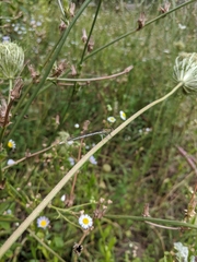 Platycnemis pennipes