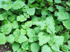 Urtica mairei
