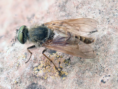 Thereva unica