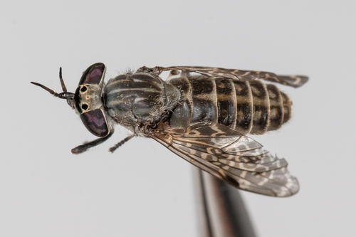 Notch-horned Cleg, photo 4 of 10