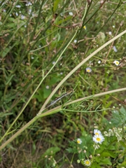 Platycnemis pennipes
