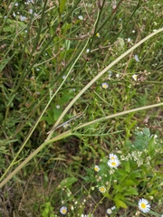 Platycnemis pennipes