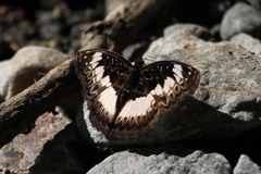Euptera kinugnana kinugnana