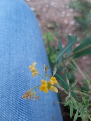 Medicago falcata
