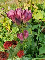 Gentiana pannonica