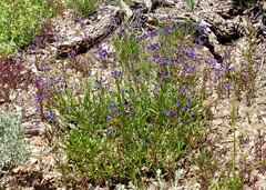 Penstemon gracilentus