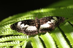 Euptera kinugnana kinugnana