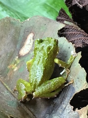 Pristimantis inusitatus