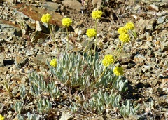 Eriogonum rosense