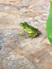 Pristimantis inusitatus