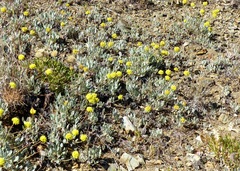 Eriogonum rosense