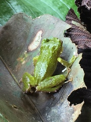 Pristimantis inusitatus