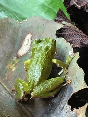 Pristimantis inusitatus