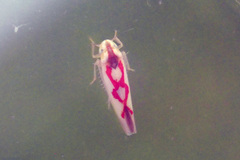 Zygina flammigera