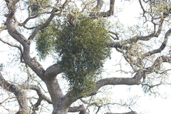 Phoradendron leucarpum tomentosum