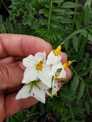 Solanum pinnatisectum