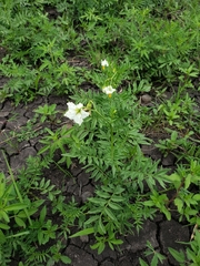 Solanum pinnatisectum