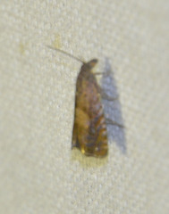Dichrorampha aeratana