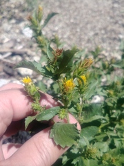 Hazardia whitneyi discoidea