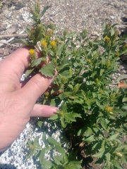 Hazardia whitneyi discoidea