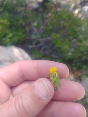 Hazardia whitneyi discoidea