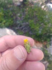 Hazardia whitneyi discoidea