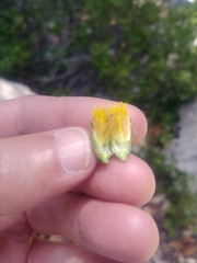 Hazardia whitneyi discoidea