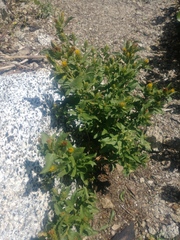 Hazardia whitneyi discoidea